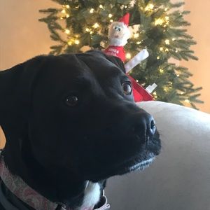 Meet your Posher, Louise